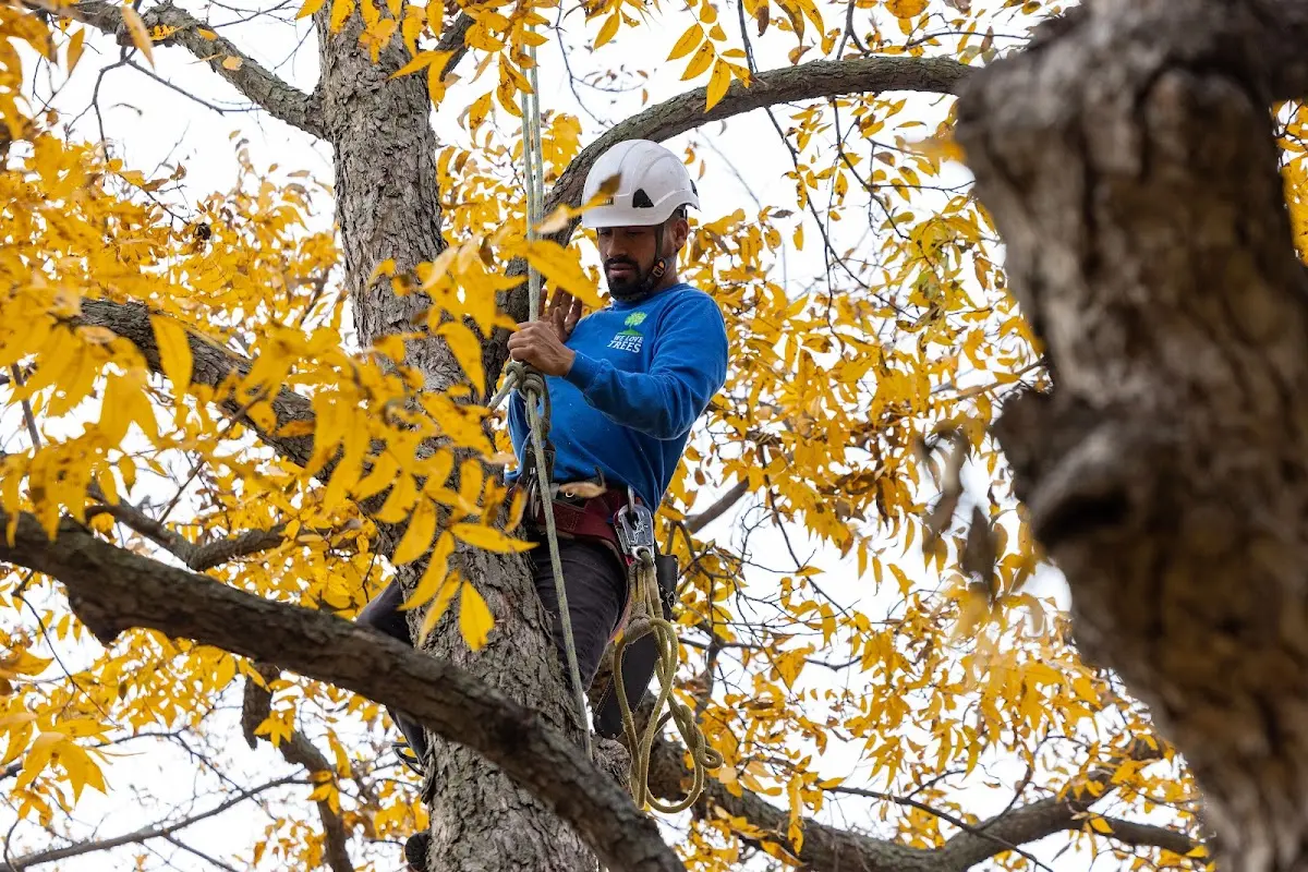 Skilled Tree Transplanting crew working in Sugar Grove